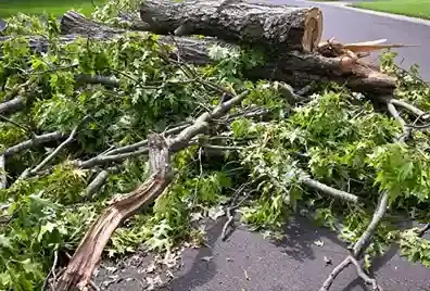 庭院树枝杂物清运